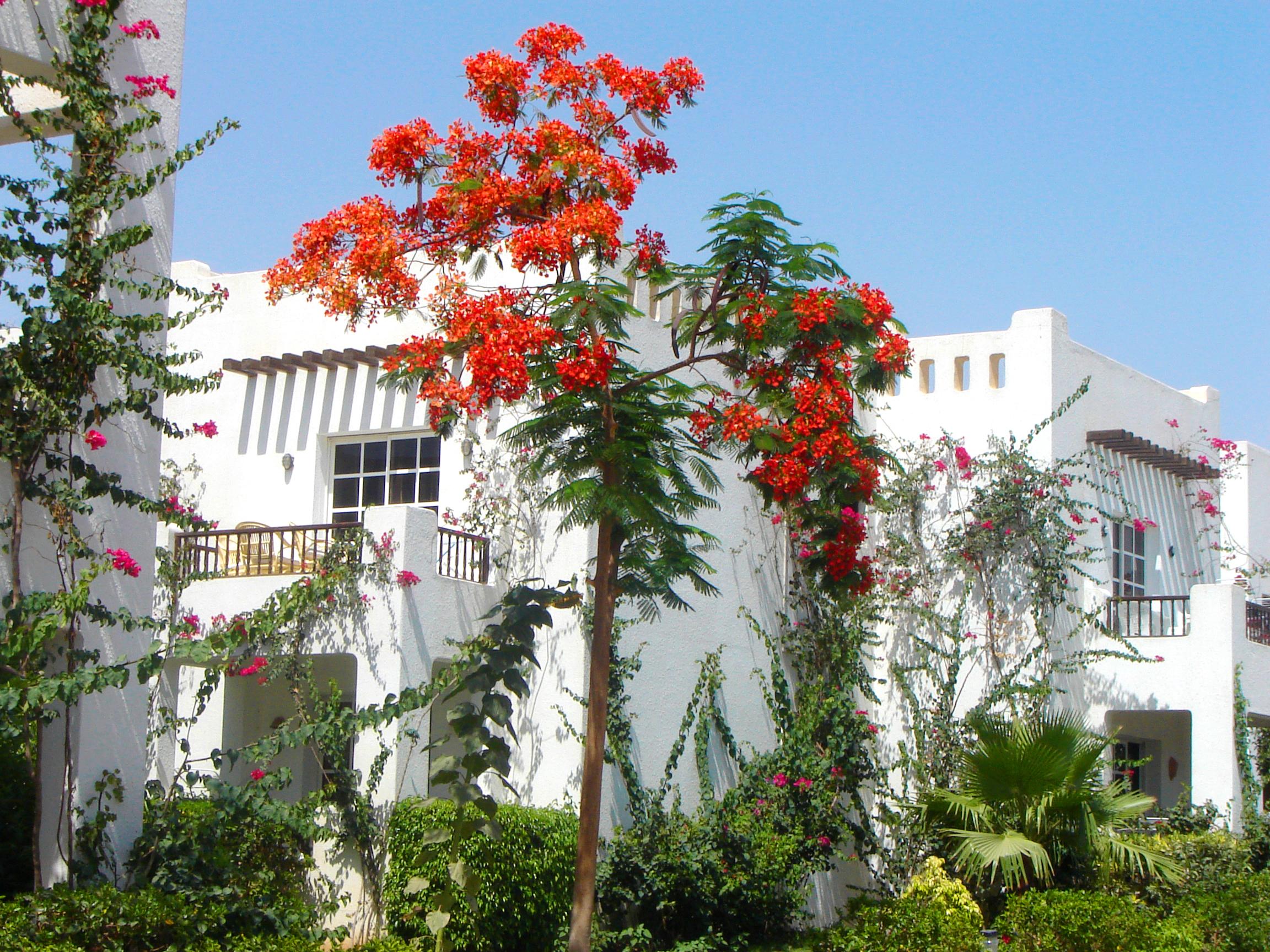Delta Sharm Resort ,Official Web, Delta Rent, Sharm El Sheikh, South Sinai, Egypt Eksteriør bilde